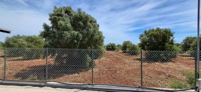 H23-Tavira-5