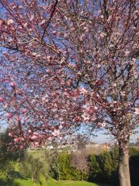Tuscany-Spring