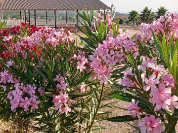 Saydo-Manhattan-June-2025-12