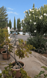 14-Palm-Court-Saydo--23-