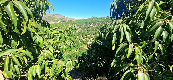 Image No.32-5 Bed Property for sale