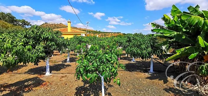 Image No.3-Propriété de 3 chambres à vendre à Vélez-Málaga