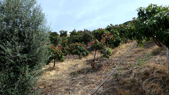 Image No.24-Propriété de 3 chambres à vendre à Benamargosa