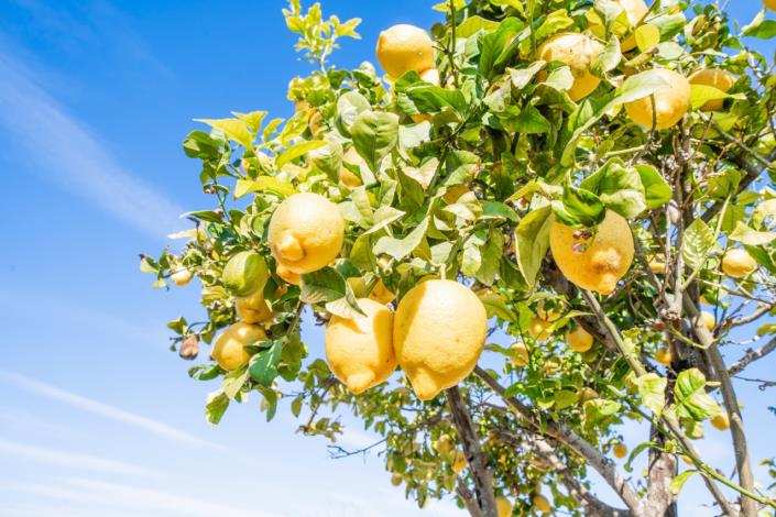 Image No.57-Villa de 3 chambres à vendre à La Marina