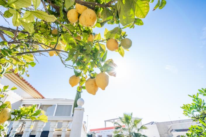 Image No.58-Villa de 3 chambres à vendre à La Marina
