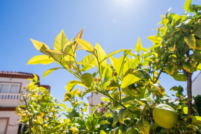 Image No.11-Quad de 3 chambres à vendre à La Marina