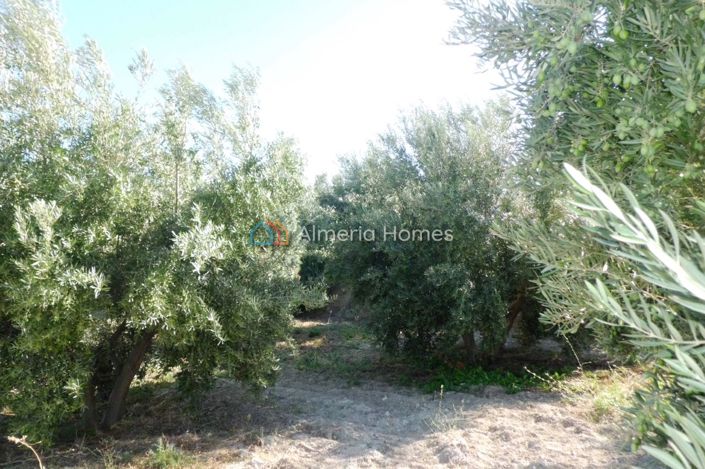 Image No.20-3 Bed Country House for sale