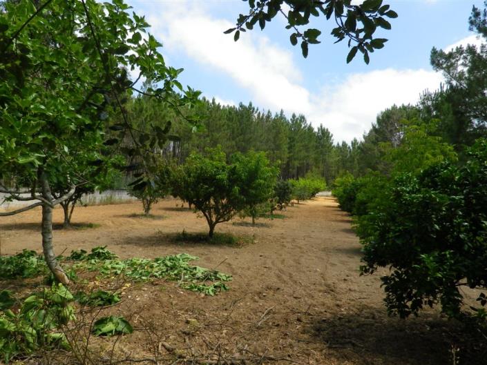 Image No.23-Maison / Villa de 3 chambres à vendre à Mata Mourisca