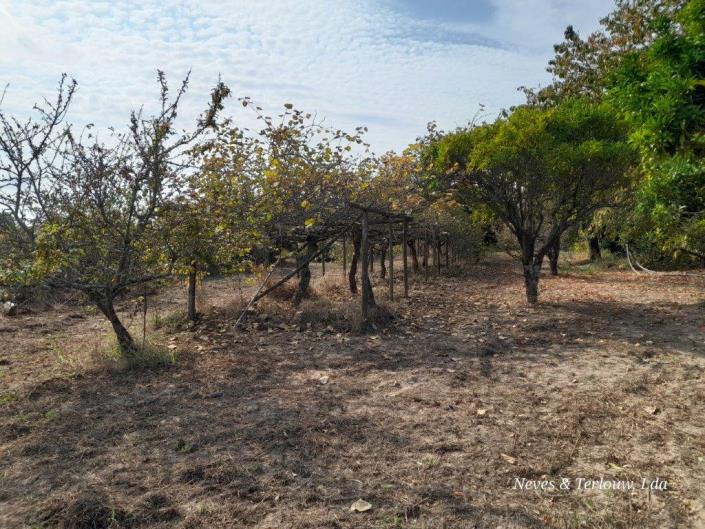 Image No.10-Propriété de pays à vendre à Louriçal