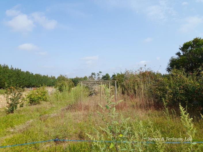 Image No.13-Propriété de pays à vendre à Louriçal
