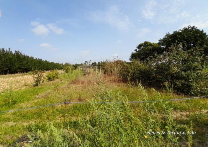 Image No.14-Propriété de pays à vendre à Louriçal