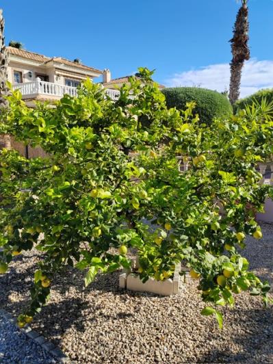 Image No.4-Villa de 3 chambres à vendre à Los Dolses