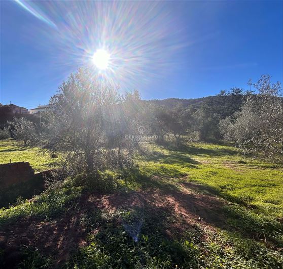 Image No.2-Terre à vendre à Loule