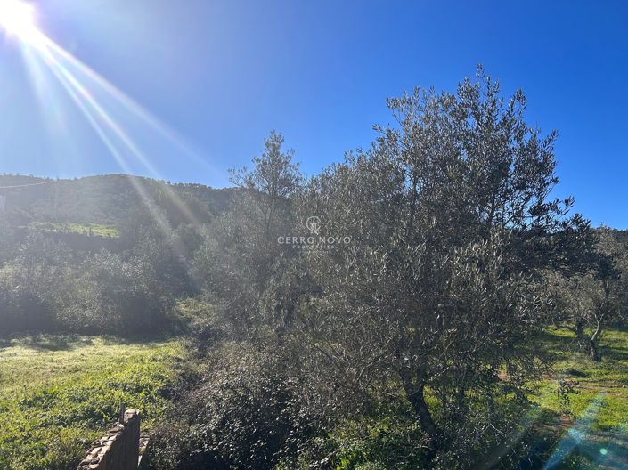 Image No.3-Terre à vendre à Loule