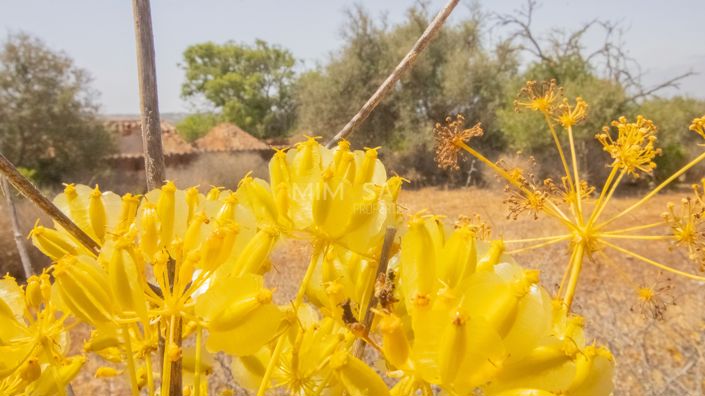 Image No.16-Propriété à vendre à Luz