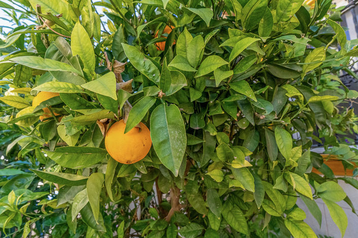 Image No.21-2 Bed Bungalow for sale