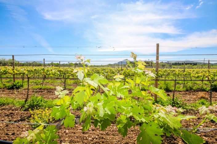 Image No.2-4 Bed Finca for sale