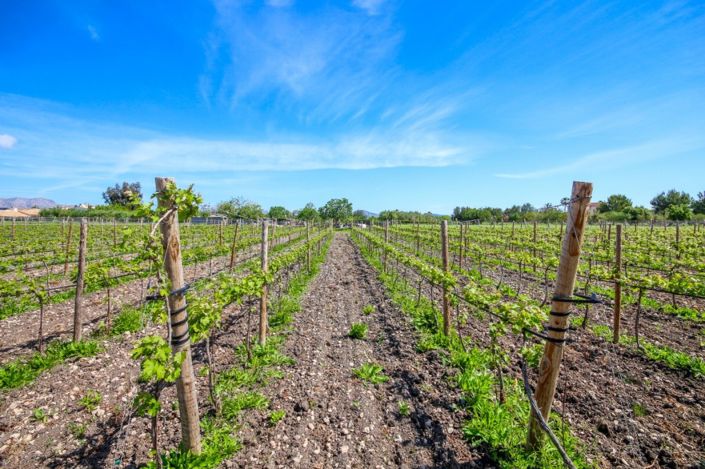 Image No.5-4 Bed Finca for sale