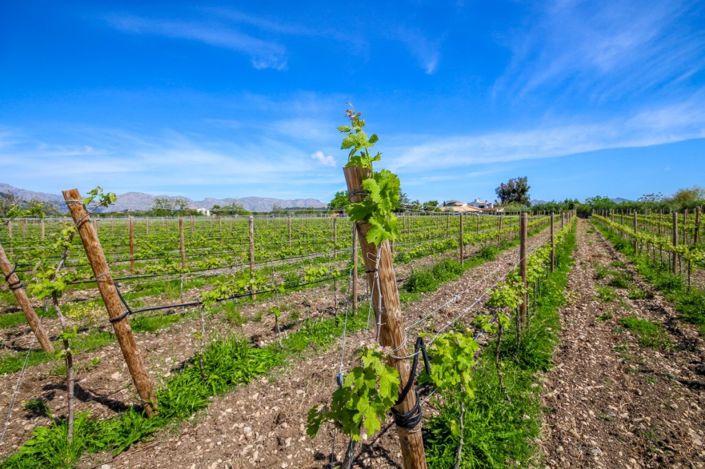 Image No.6-4 Bed Finca for sale