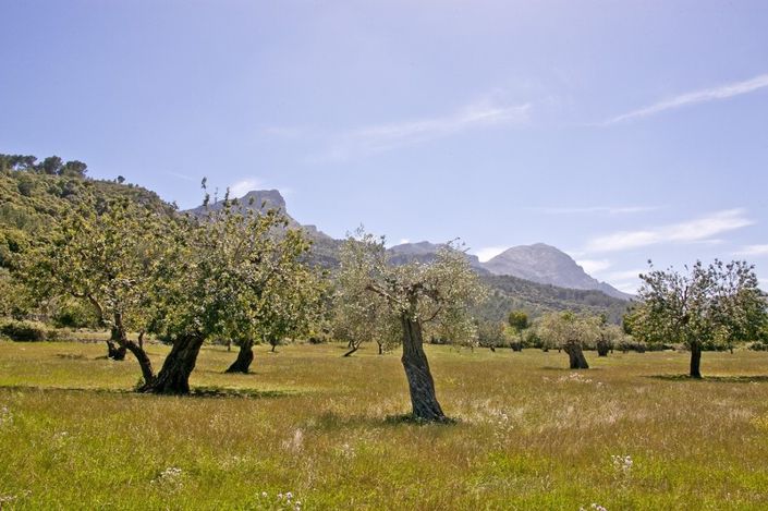 Image No.10-3 Bed Finca for sale