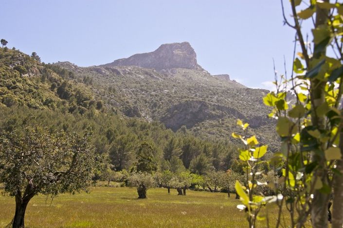 Image No.16-3 Bed Finca for sale