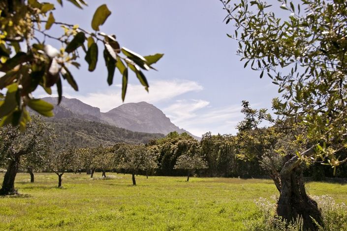 Image No.19-3 Bed Finca for sale