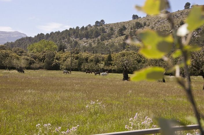 Image No.9-3 Bed Finca for sale