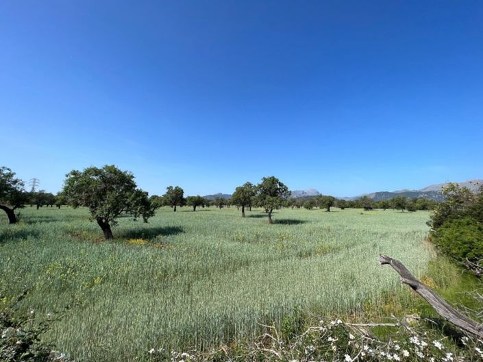 Image No.3-Plot for sale