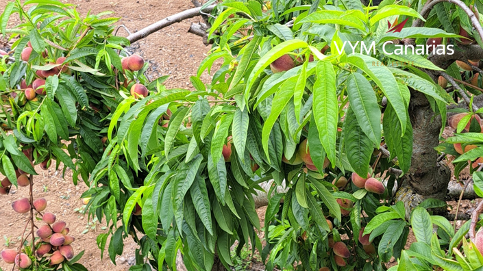 Image No.16-Finca de 7 chambres à vendre à Tenerife