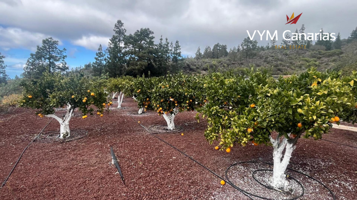 Image No.22-1 Bed Finca for sale