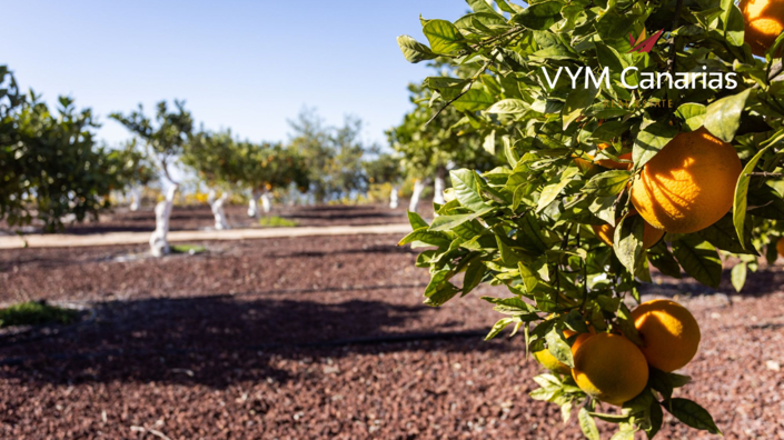 Image No.47-1 Bed Finca for sale