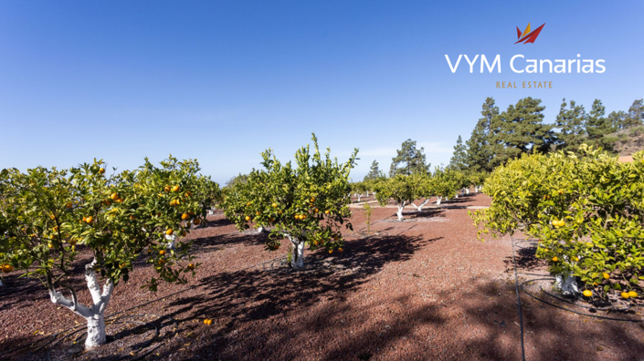 Image No.48-1 Bed Finca for sale