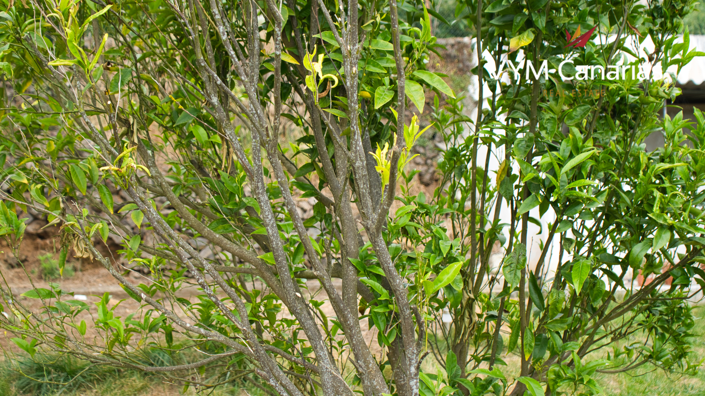 Image No.11-5 Bed Villa for sale