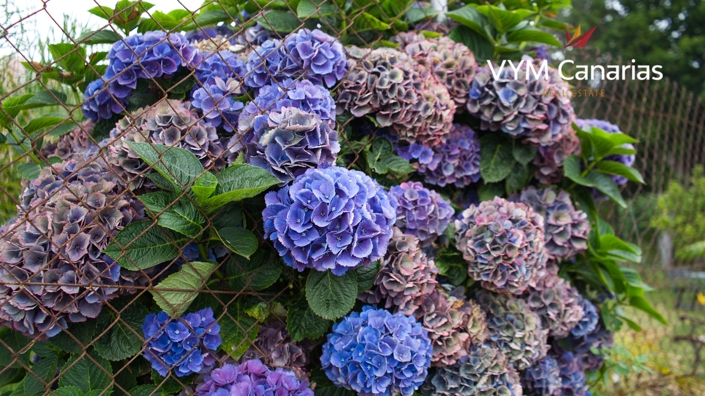 Image No.5-5 Bed Villa for sale