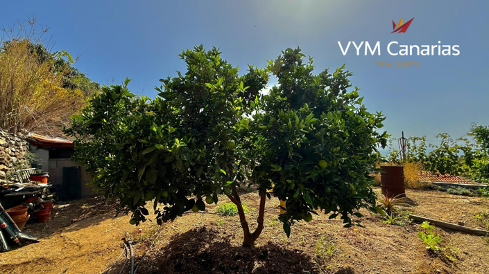 Image No.8-Finca de 3 chambres à vendre à Güímar