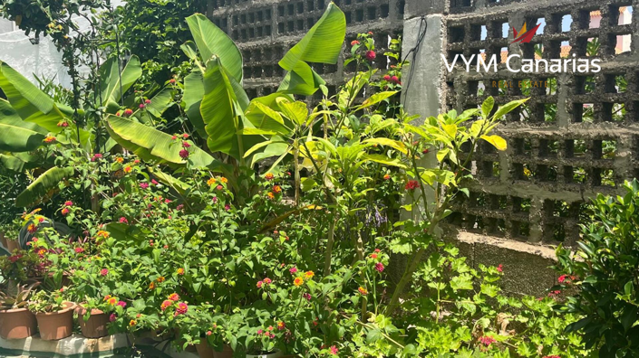 Image No.13-Finca de 7 chambres à vendre à Tenerife