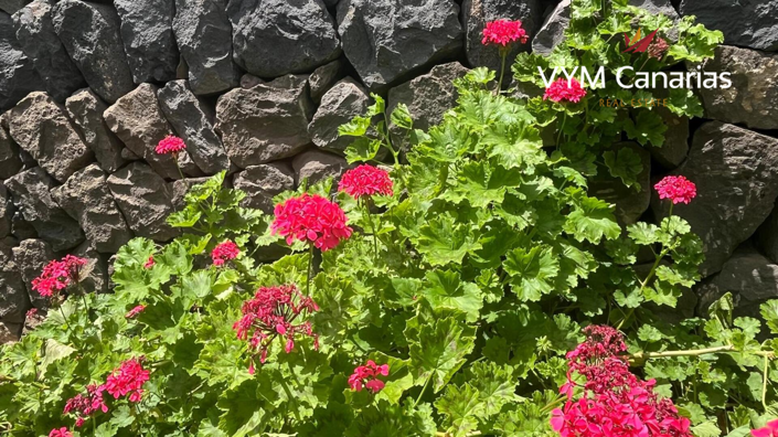 Image No.20-Finca de 7 chambres à vendre à Tenerife
