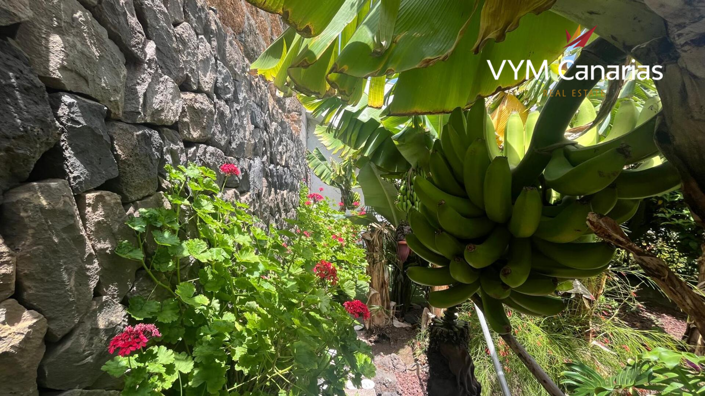 Image No.29-Finca de 7 chambres à vendre à Tenerife