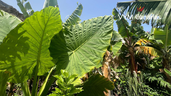 Image No.33-Finca de 7 chambres à vendre à Tenerife