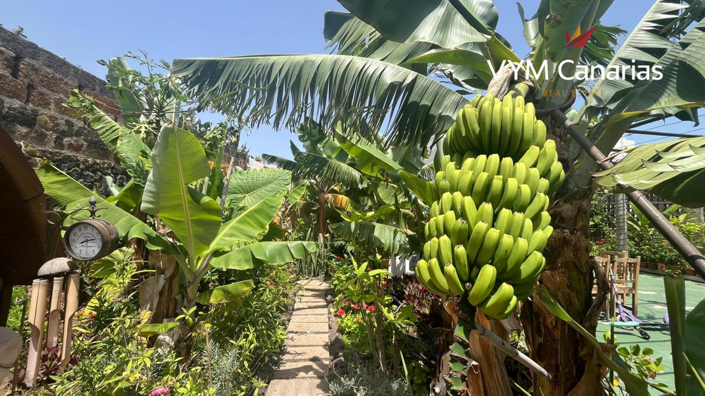 Image No.35-Finca de 7 chambres à vendre à Tenerife