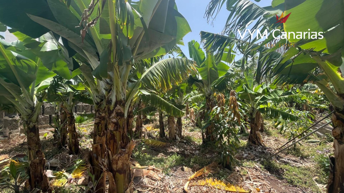 Image No.5-Finca de 7 chambres à vendre à Tenerife