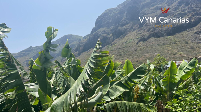 Image No.6-Finca de 7 chambres à vendre à Tenerife