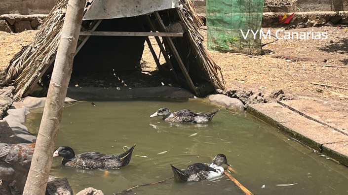 Image No.7-Finca de 7 chambres à vendre à Tenerife