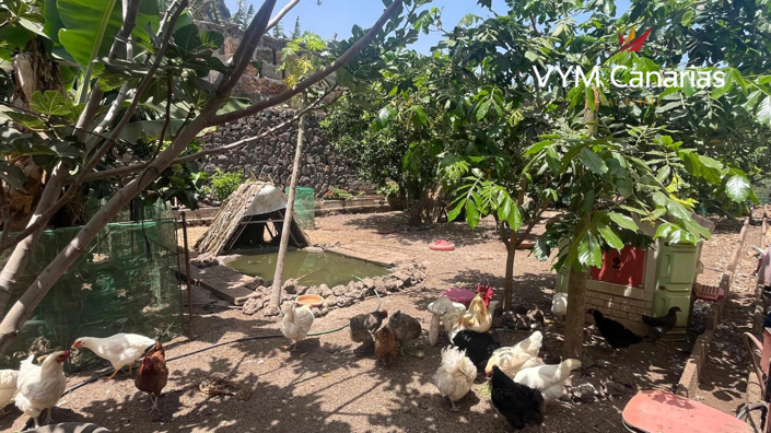 Image No.8-Finca de 7 chambres à vendre à Tenerife