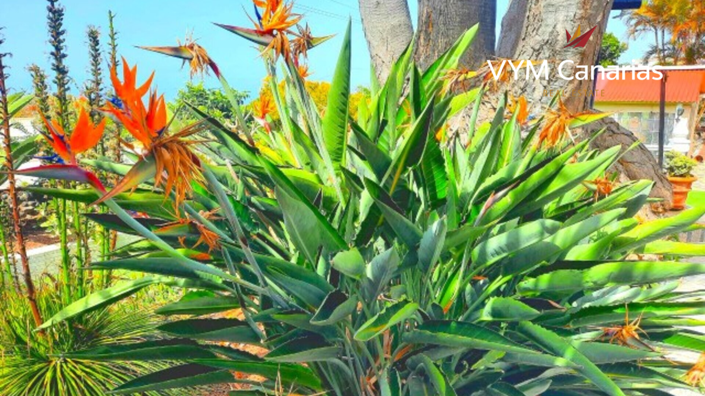 Image No.20-Villa de 3 chambres à vendre à Tenerife