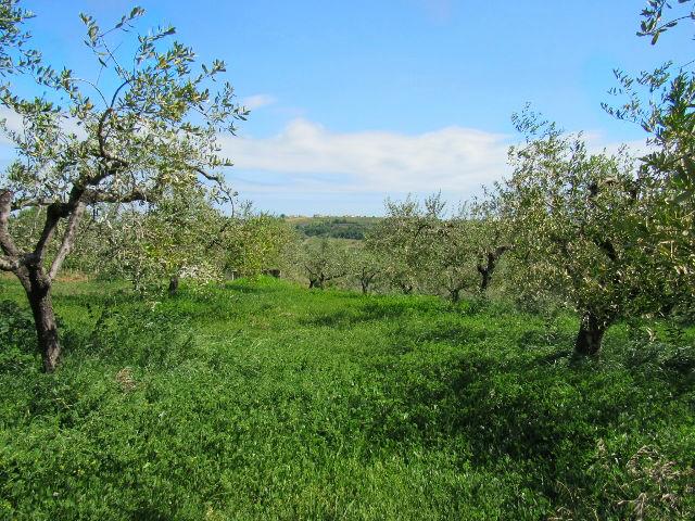 Image No.2-Land for sale