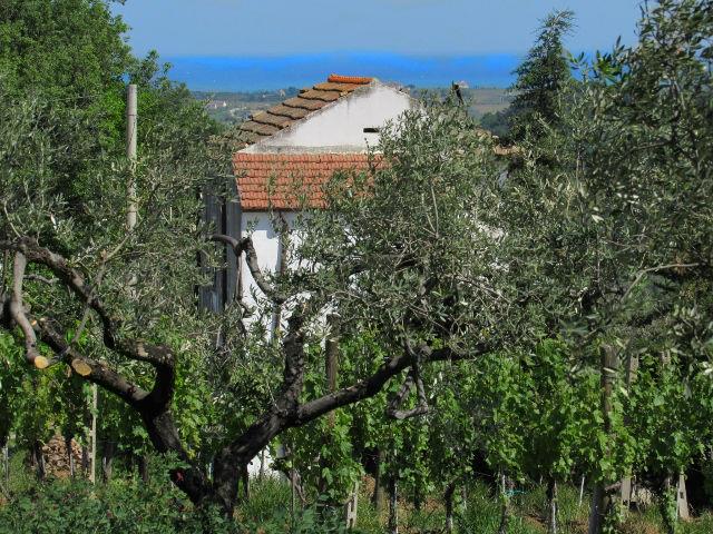 Image No.7-Land for sale