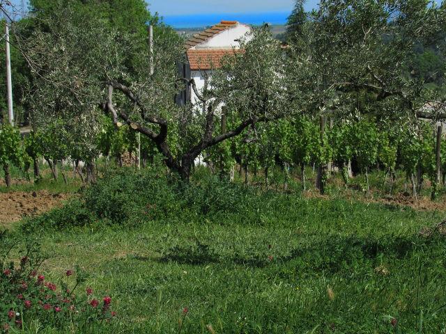 Image No.8-Land for sale