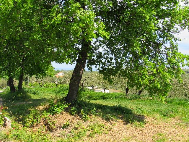 Image No.1-Land for sale