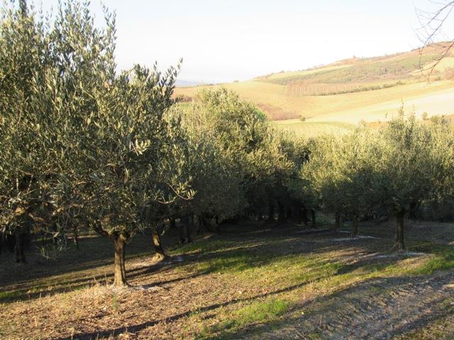 Image No.19-1 Bed Country House for sale